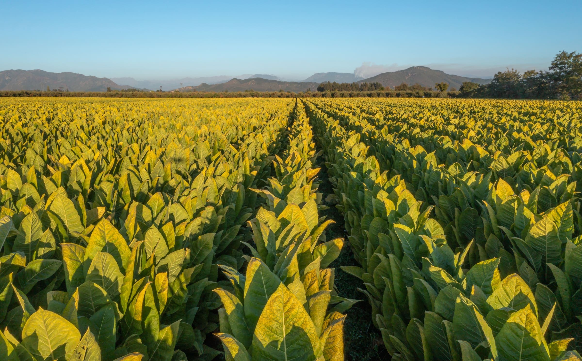 Rows of flue-cured Virginia tobacco at sunrise