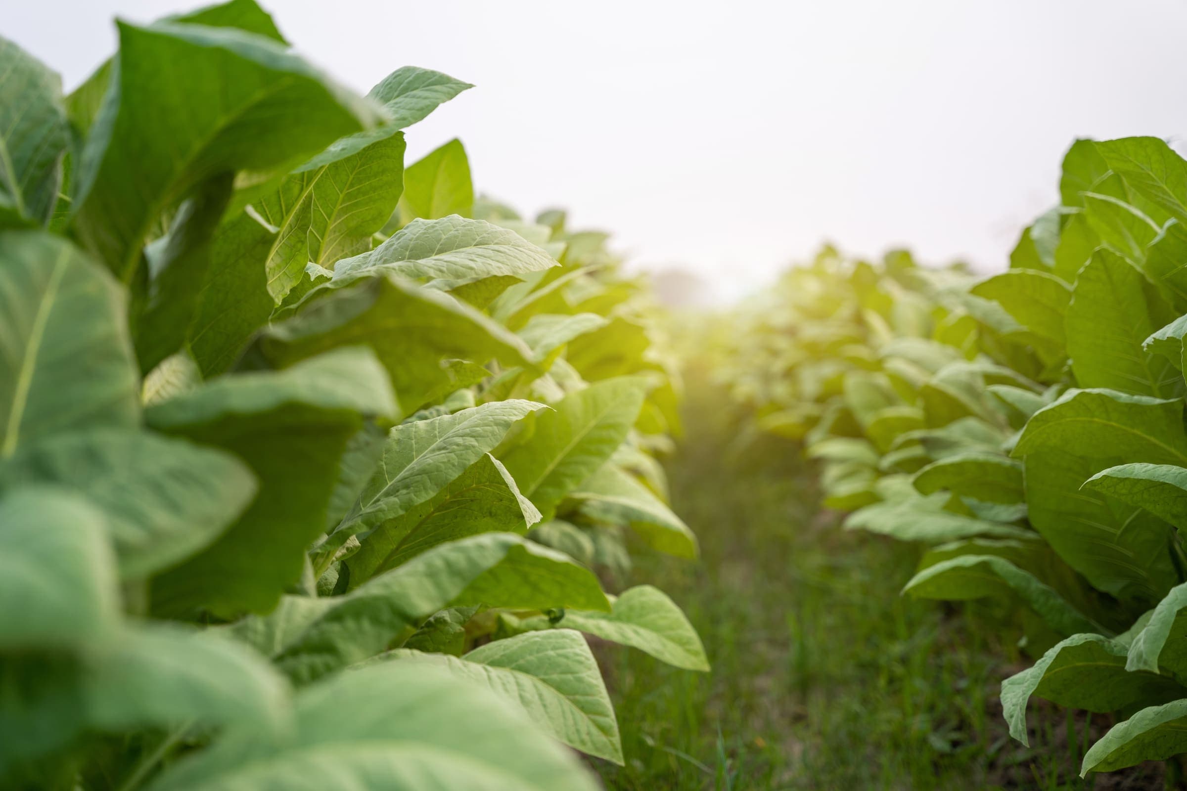 Rows of tobacco growing on a Zimbabwean farm